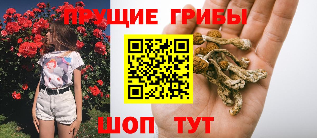 Галлюциногенные грибы Psilocybe Белореченск